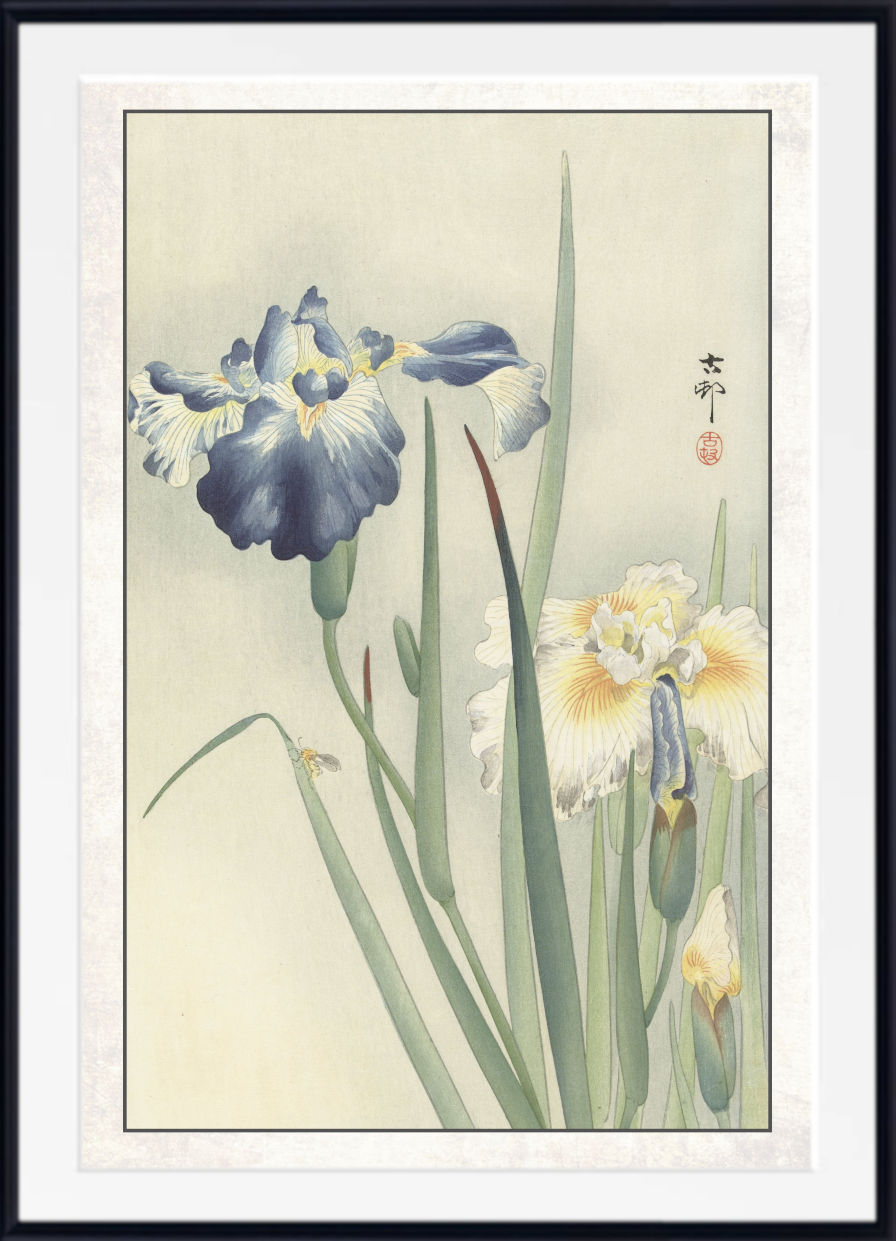 A framed Japanese-style floral print featuring blue and white irises on a pale cream background, with a white mat and black frame.