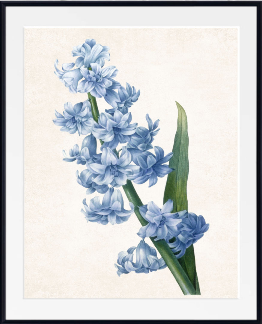Botanical art print of a blue hyacinth flower stem with green leaves on a textured cream background, framed with a white mat and black frame.