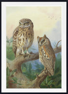 Little Owl And Scops Owl, Archibald Thorburn, Birds Print