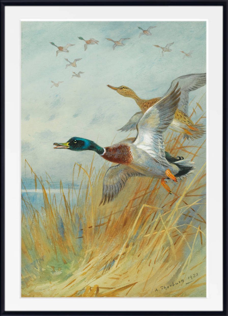 Mallard Rising, Archibald Thorburn, Birds Print