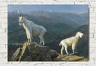 Albert Bierstadt Print : Mountain goats