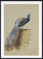 Peacock, Archibald Thorburn, Birds Print