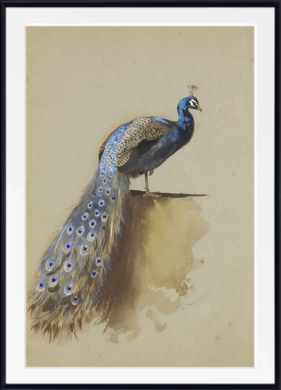 Peacock, Archibald Thorburn, Birds Print