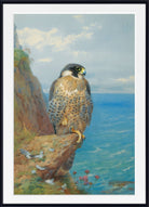 Peregrine At Auchencairn, Archibald Thorburn, Birds Print