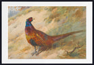 Pheasant, Archibald Thorburn, Birds Print