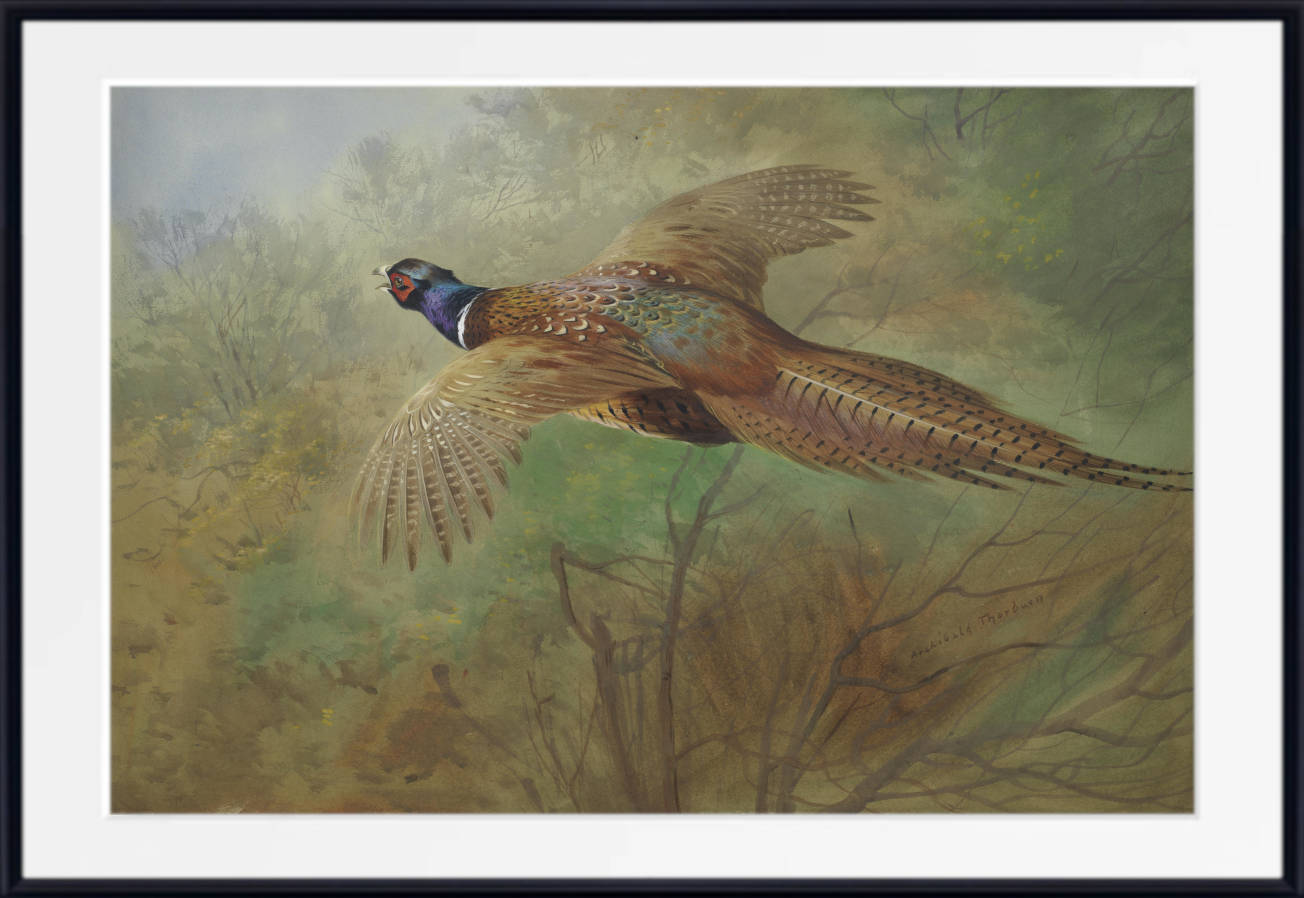 Pheasant In Flight, Archibald Thorburn, Birds Print