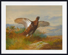 Red Grouse In Flight, Archibald Thorburn, Birds Print