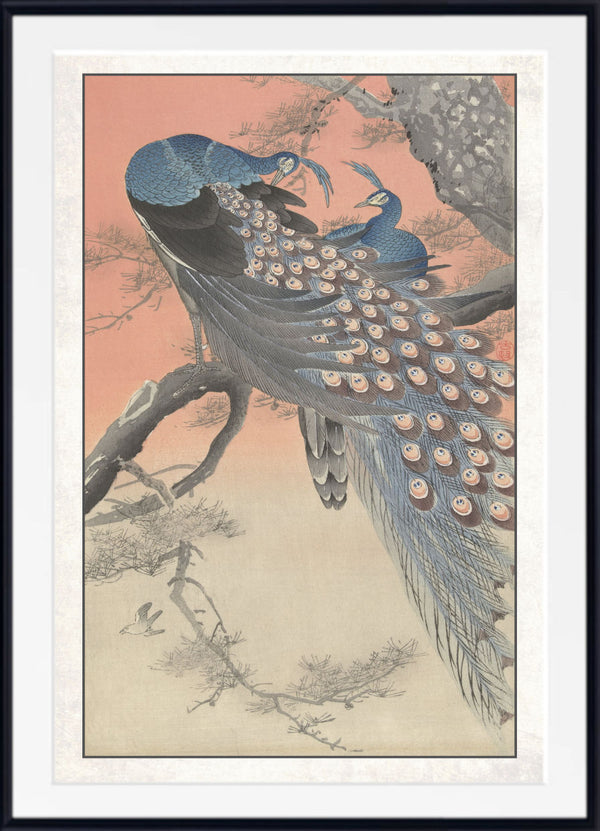 Ohara Koson Japanese Fine Art Print, Two peacocks on tree branch