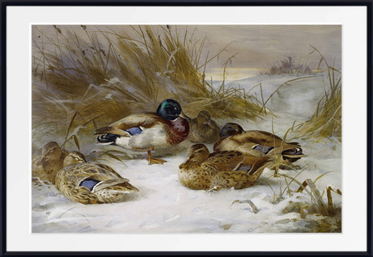 Winter Landscape With Mallard, Archibald Thorburn, Birds Print