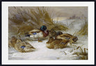 Winter Landscape With Mallard, Archibald Thorburn, Birds Print