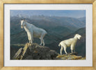 Albert Bierstadt Print, Mountain goats in a gold frame