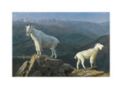 Albert Bierstadt Print, Mountain goats with a white border for rolled canvas