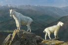 Albert Bierstadt Print, Mountain goats as an unframed print