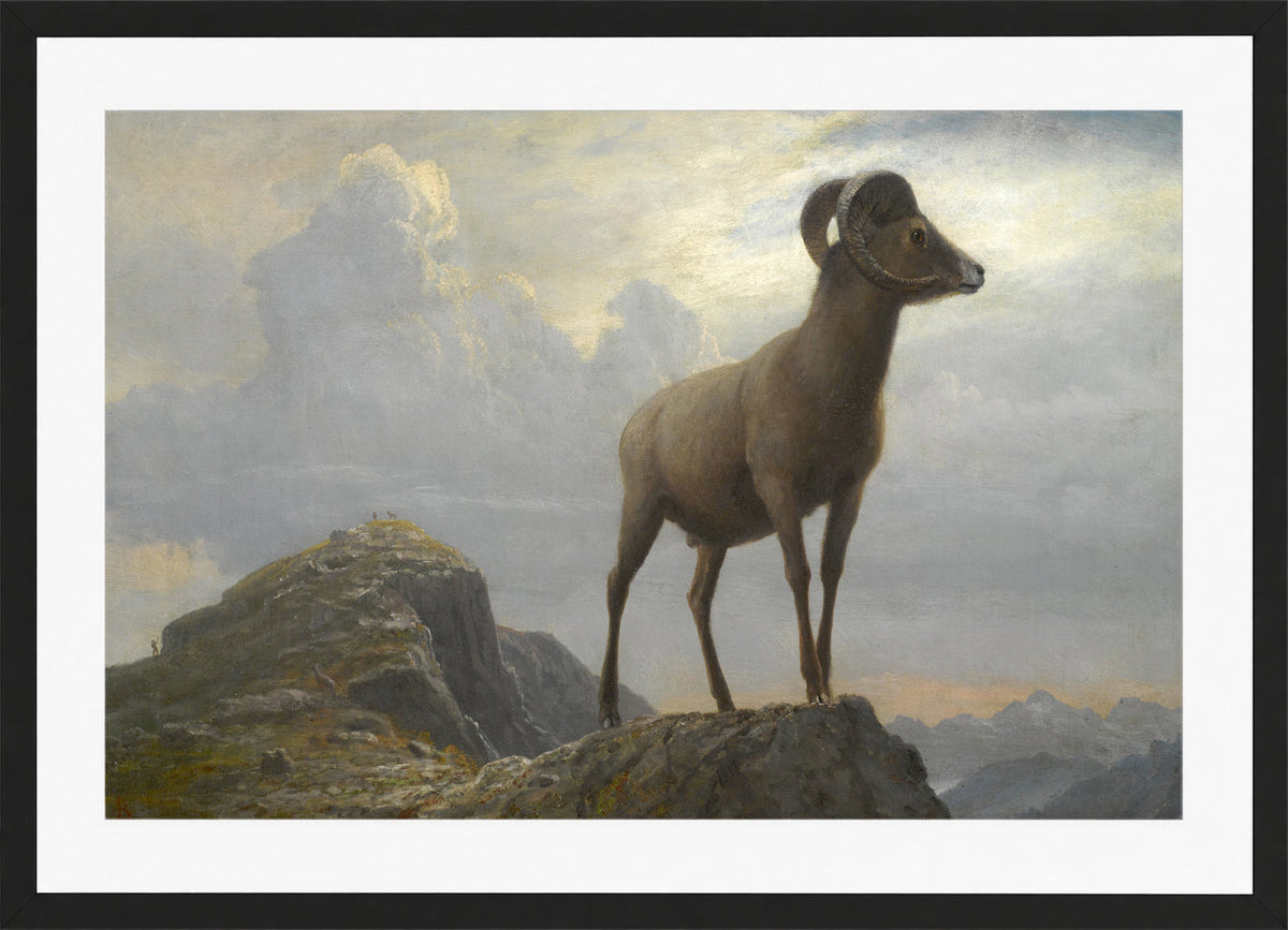Albert Bierstadt Print, Study Of A Bighorn Ram in a black frame