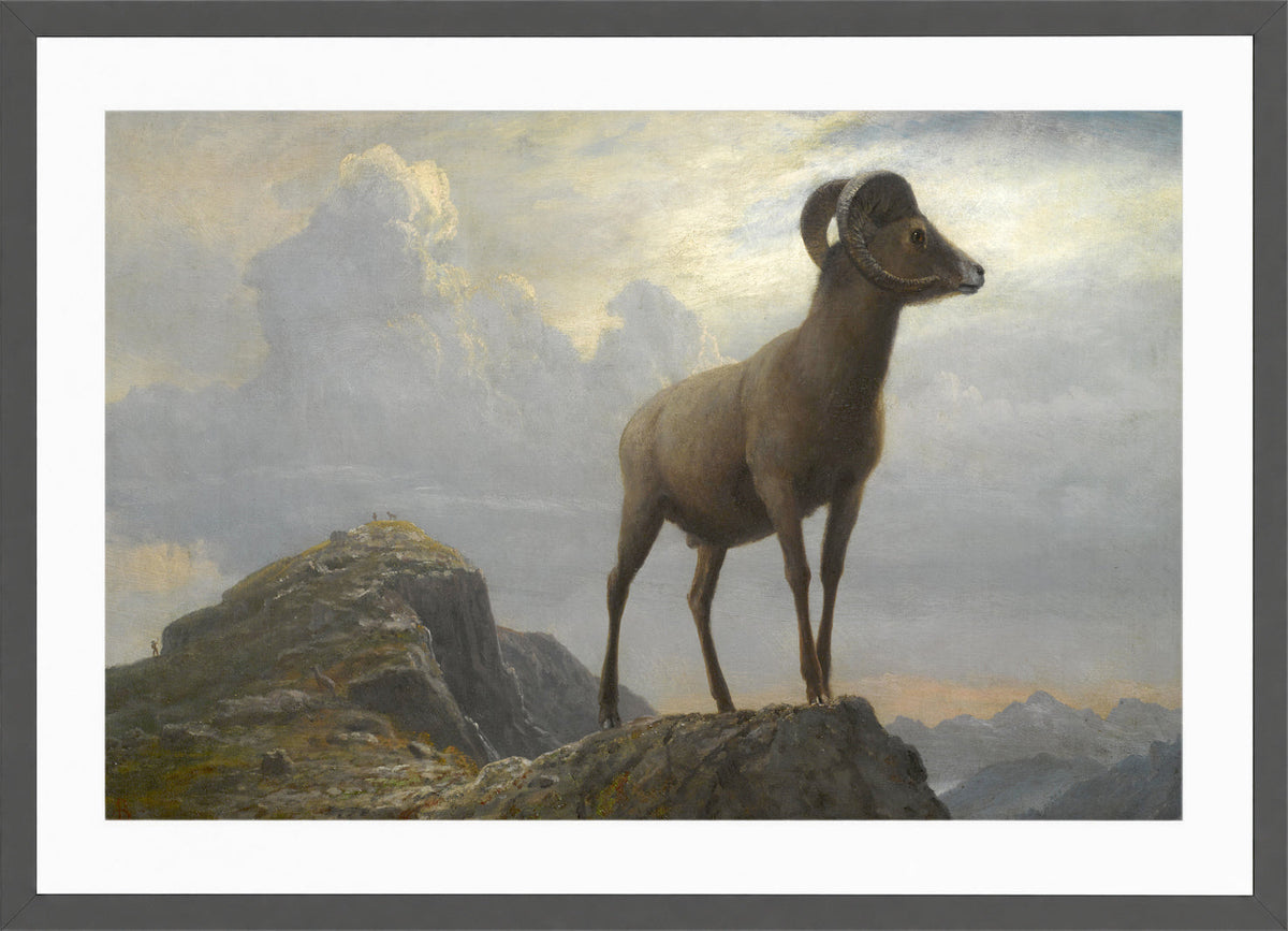 Albert Bierstadt Print, Study Of A Bighorn Ram in a dark grey frame