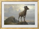 Albert Bierstadt Print, Study Of A Bighorn Ram in a gold frame