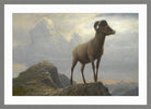 Albert Bierstadt Print, Study Of A Bighorn Ram in a light grey frame