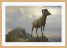 Albert Bierstadt Print, Study Of A Bighorn Ram in an oak frame