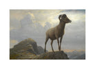 Albert Bierstadt Print, Study Of A Bighorn Ram with a white border for rolled canvas