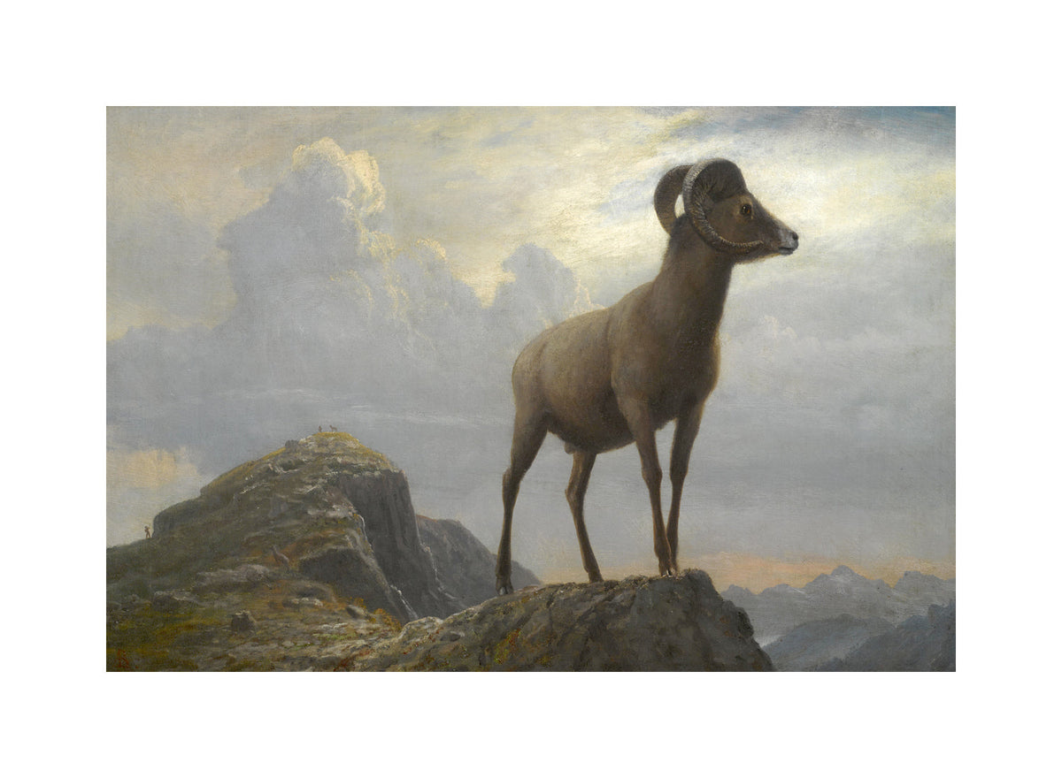 Albert Bierstadt Print, Study Of A Bighorn Ram with a white border for rolled canvas
