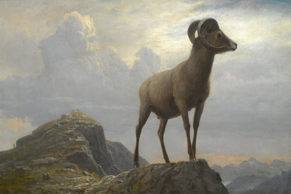 Albert Bierstadt Print, Study Of A Bighorn Ram as an unframed print