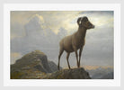 Albert Bierstadt Print, Study Of A Bighorn Ram in a white frame