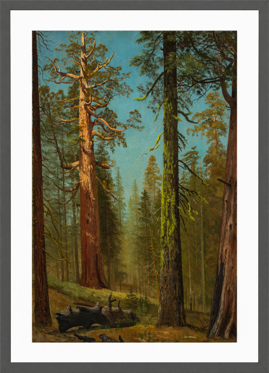 Albert Bierstadt Print, The Grizzly Giant Sequoia, Mariposa Grove, California in a dark grey frame