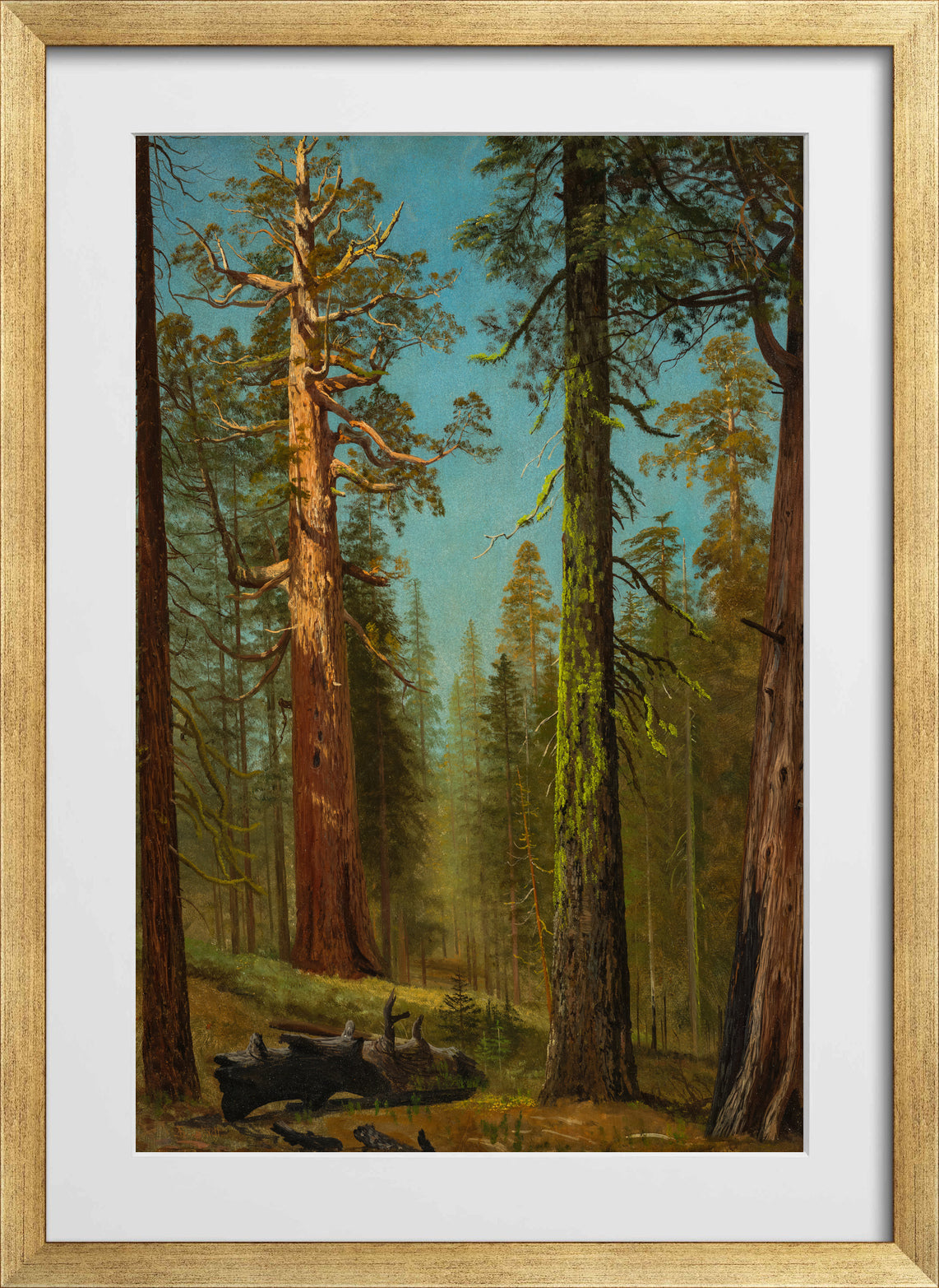 Albert Bierstadt Print, The Grizzly Giant Sequoia, Mariposa Grove, California in a gold frame