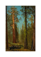 Albert Bierstadt Print, The Grizzly Giant Sequoia, Mariposa Grove, California with a white border for rolled canvas