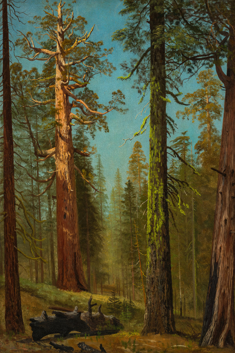 Albert Bierstadt Print, The Grizzly Giant Sequoia, Mariposa Grove, California as an unframed print