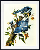 Blue Jay Illustration Print Vintage Bird Sketch by J.J. Audubon