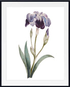 A framed botanical art print featuring a single iris flower with lavender and deep purple petals, green leaves, and buds on a white background, enclosed in a black frame with a white mat.