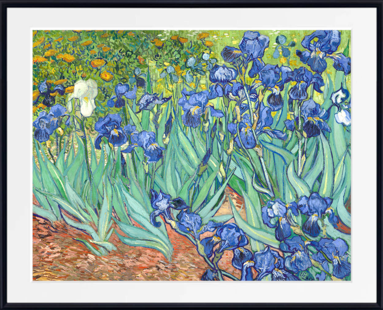 Vincent Van Gogh Fine Art Print, Irises