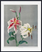A framed botanical art print featuring two lilies, one white with red and dark speckled markings and one white with yellow center, on a gray background, enclosed in a white mat and black frame.