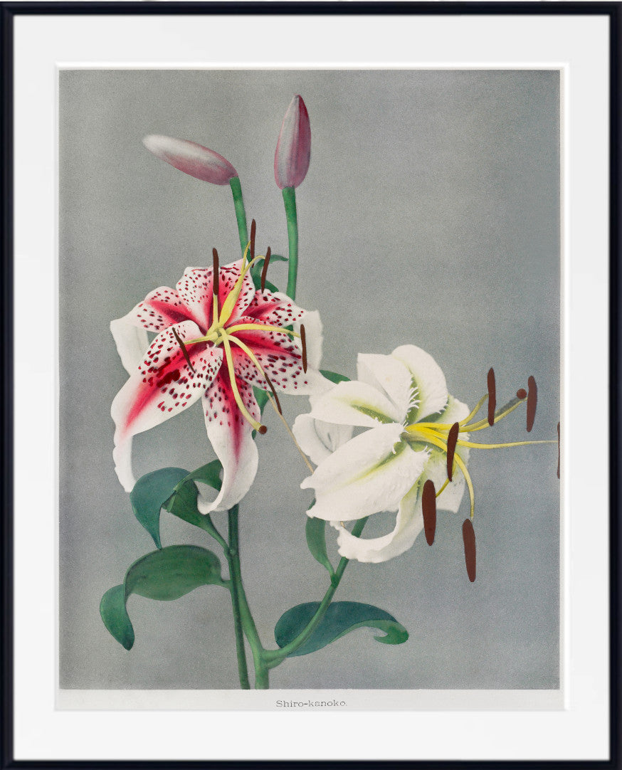 A framed botanical art print featuring two lilies, one white with red and dark speckled markings and one white with yellow center, on a gray background, enclosed in a white mat and black frame.