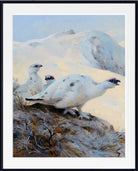 Ptarmigan Calling in the Snow, Archibald Thorburn, Birds Print