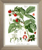 Raspberry Print | Vintage Botanical Sketch | Plant Illustration