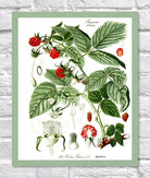 Raspberry Print | Vintage Botanical Sketch | Plant Illustration