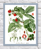 Raspberry Print | Vintage Botanical Sketch | Plant Illustration