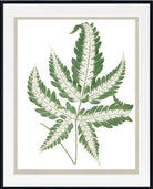 A framed botanical art print featuring a detailed green fern leaf illustration on a white background, with a wide white mat and a thin black frame.