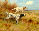 Thomas Blinks Print, English setters on point as an unframed print