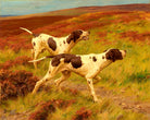 Thomas Blinks Print, Two pointers in the heather as an unframed print