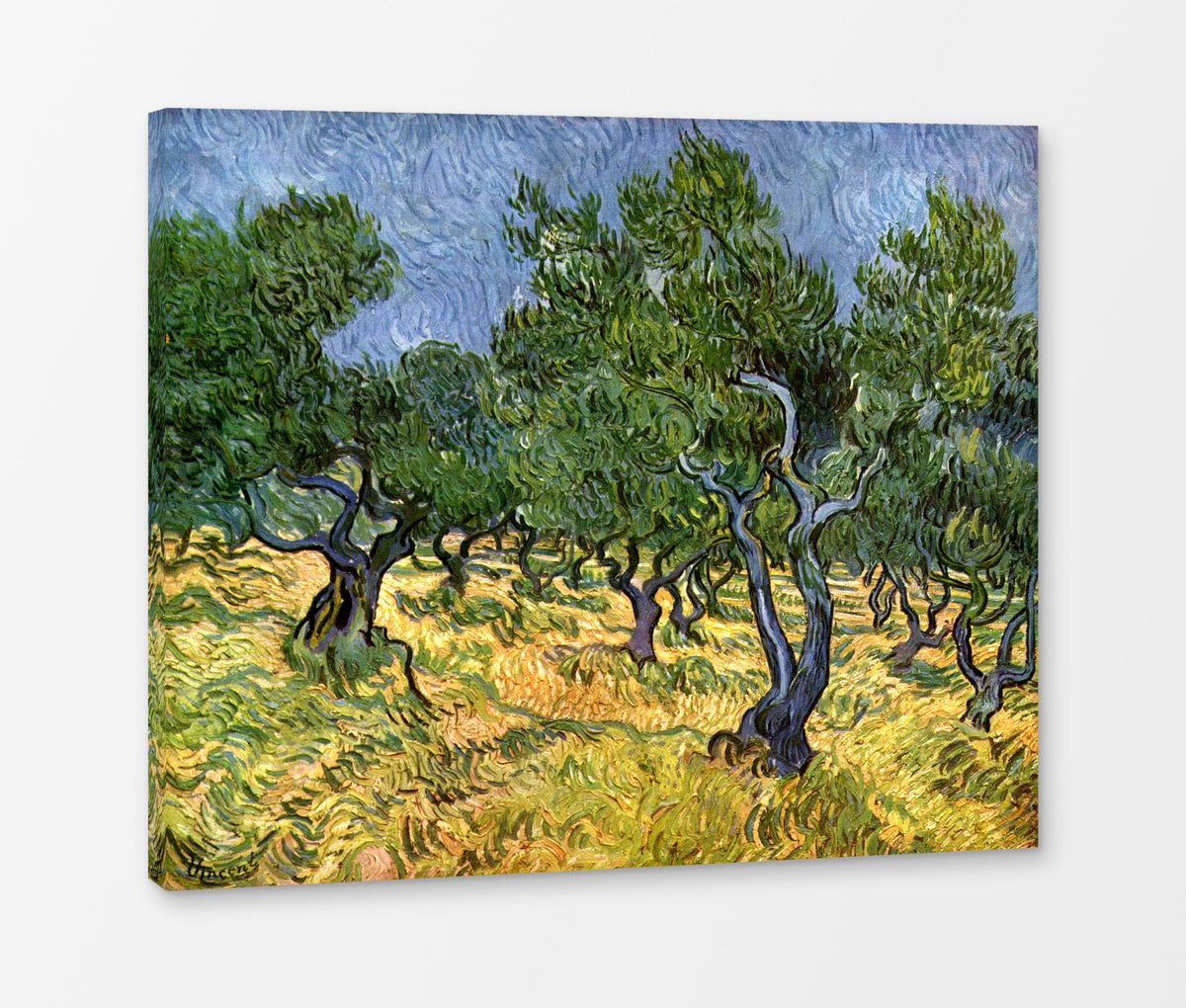 Vincent van Gogh Print, 023 Olive Orchard_10x8 as a ready-to-hang canvas panel