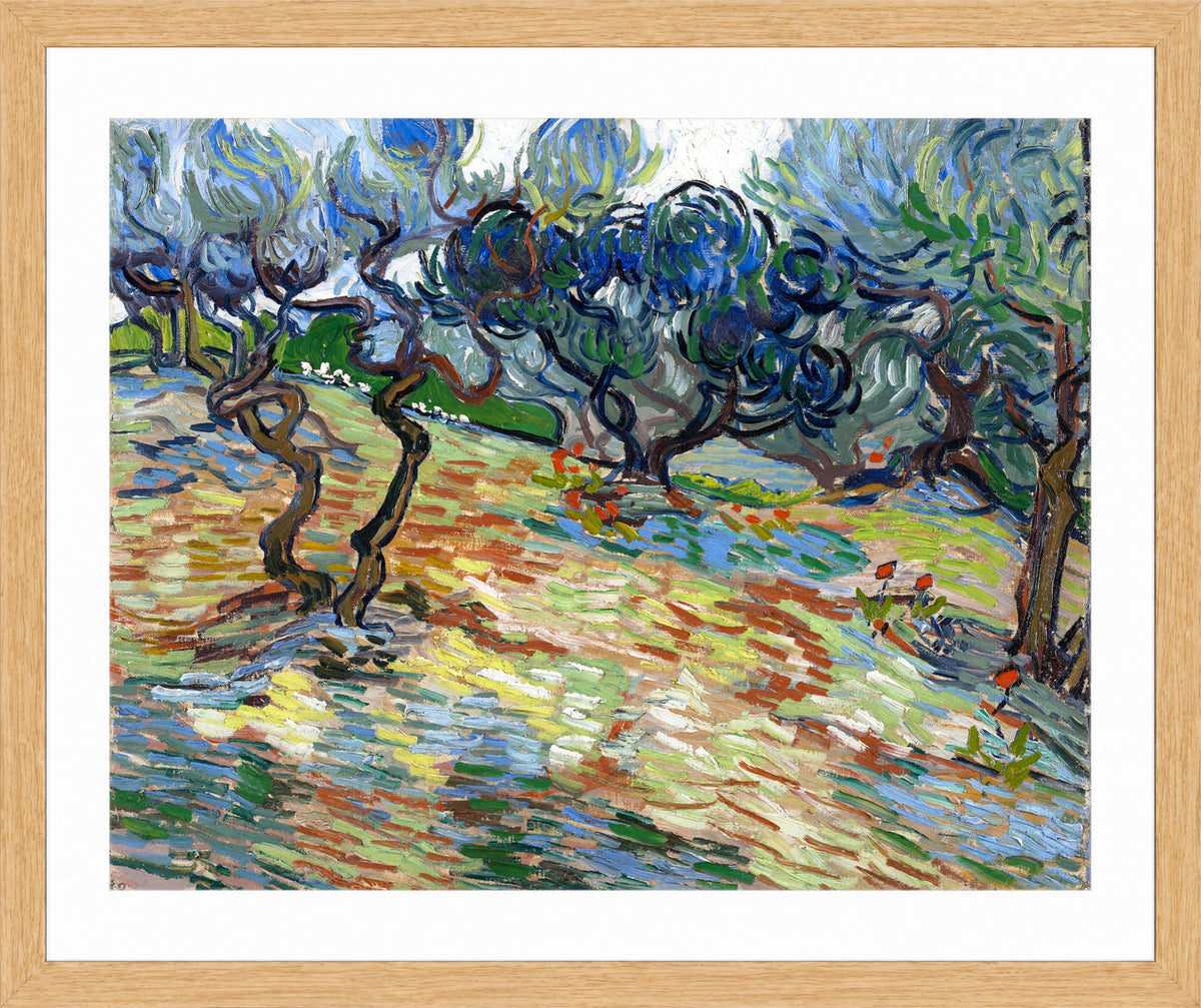 Vincent van Gogh Print, 025 Olive Trees (September 1889)_10x8 in an oak frame