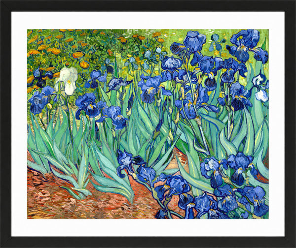 Vincent Van Gogh Fine Art Print, Irises