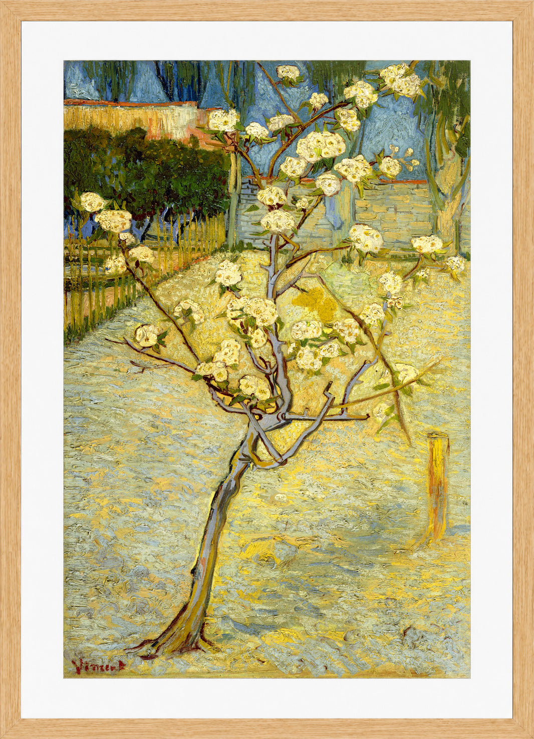 Vincent van Gogh Print, 118 Small pear tree in blossom (1888)_12x8 in an oak frame