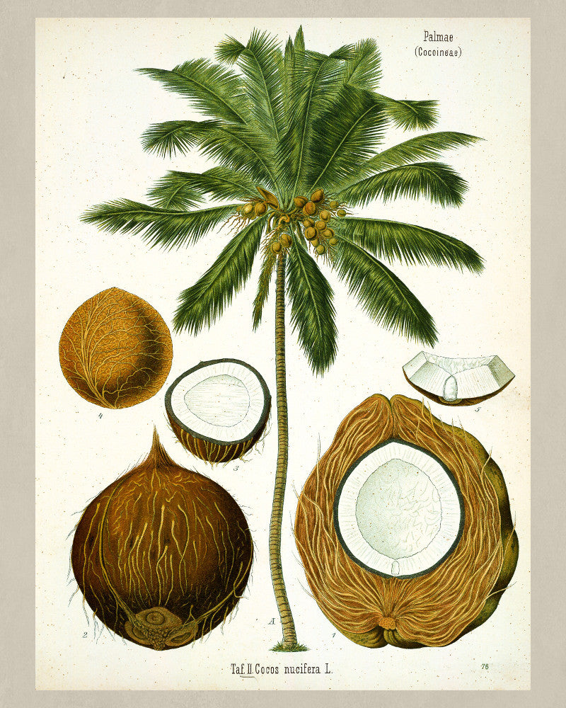 Coconut Print Vintage Botanical Sketch Poster Art - OnTrendAndFab