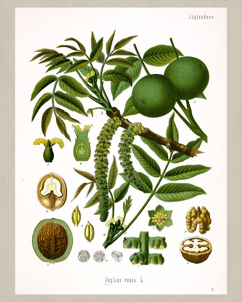 Walnut Tree Print Vintage Botanical Sketch Poster Art - OnTrendAndFab