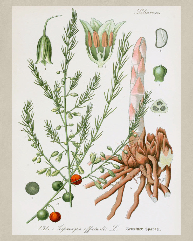 Asparagus Print Vintage Botanical Sketch Poster Art - OnTrendAndFab
