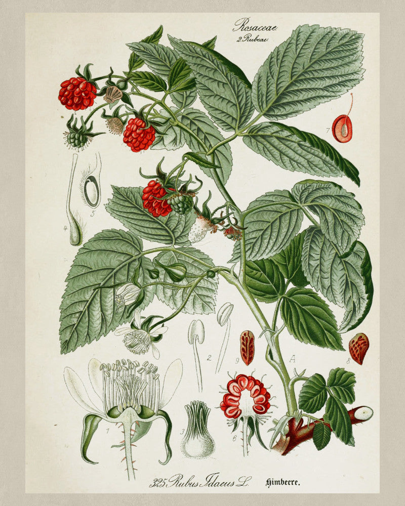 Raspberry Print Vintage Botanical Sketch Poster Art - OnTrendAndFab